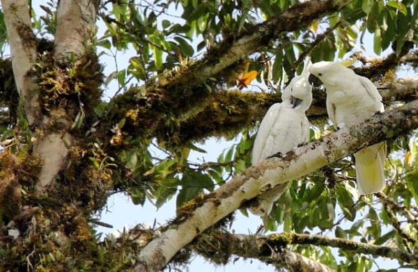 Wild Sulphur-crested Cockatoos preen themselves