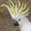 A closeup of a wild Sulphur-crested Cockatoo