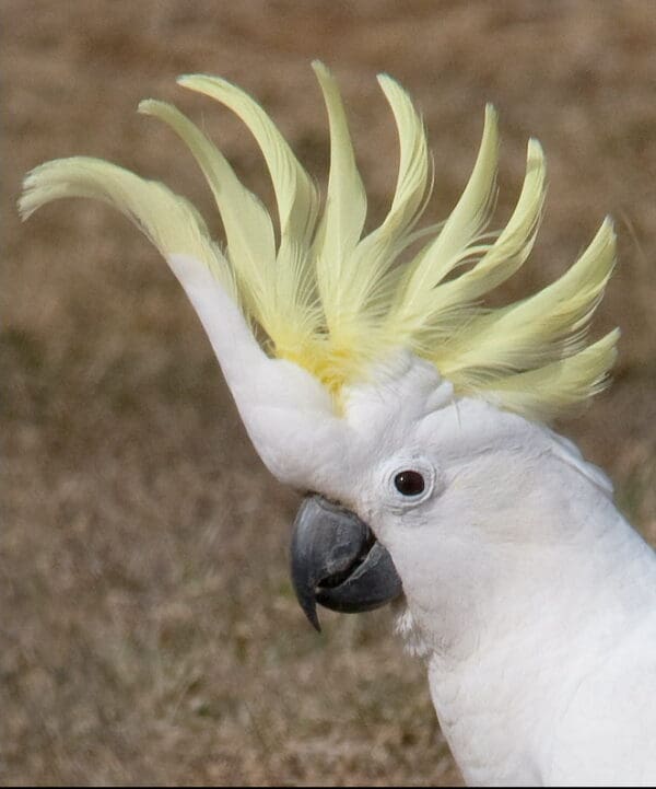 A closeup of a wild Sulphur-crested Cockatoo