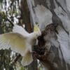 A wild Sulphur-crested Cockatoo clings outside a nest cavity