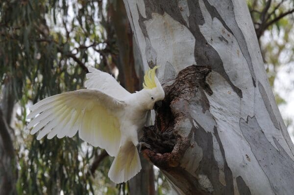 A wild Sulphur-crested Cockatoo clings outside a nest cavity