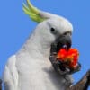 A wild Sulphur-crested Cockatoo feeds on fruit