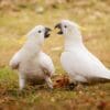 Wild Sulphur-crested Cockatoos play fight