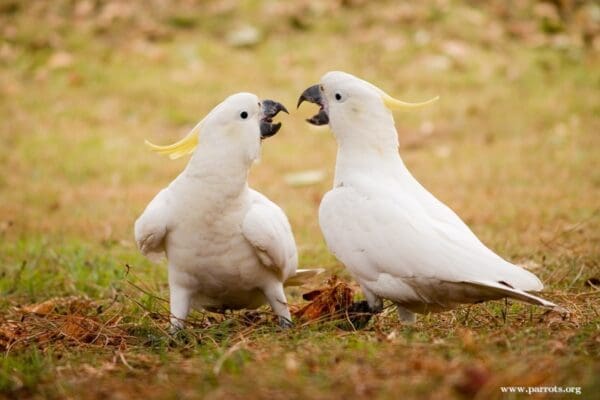 Wild Sulphur-crested Cockatoos play fight