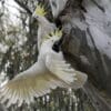 Wild Sulphur-crested Cockatoo cling to a tree trunk