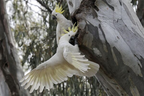 Wild Sulphur-crested Cockatoo cling to a tree trunk