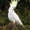 A wild Sulphur-crested Cockatoo perches in a tree