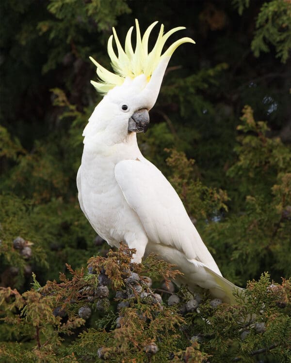 A wild Sulphur-crested Cockatoo perches in a tree