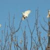 Wild Sulphur-crested Cockatoos play in trees