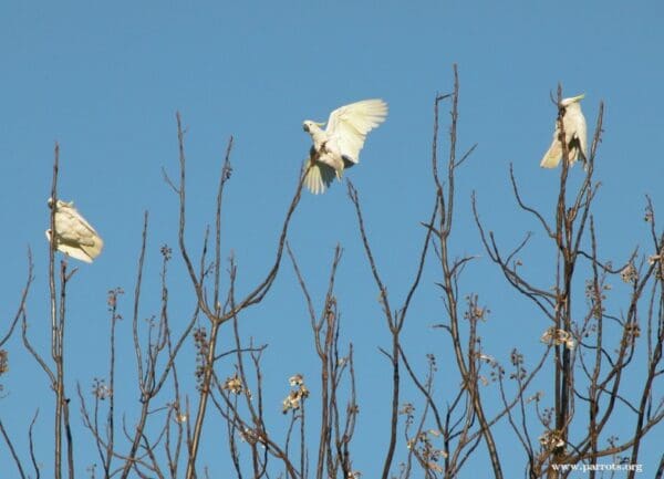 Wild Sulphur-crested Cockatoos play in trees