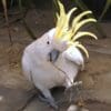 A Sulphur-crested Cockatoo chews on a stick