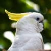 A closeup of a Sulphur-crested Cockatoo showing comfort behaviour