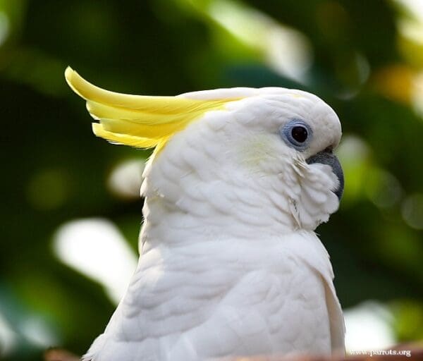 A closeup of a Sulphur-crested Cockatoo showing comfort behaviour