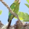 A wild Sulphur-winged Conure perches on a mossy branch