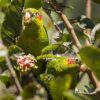 Wild Sulphur-winged Conures feed on fruit