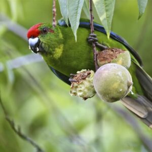 A wild Tasman Parakeet feeds on fruit