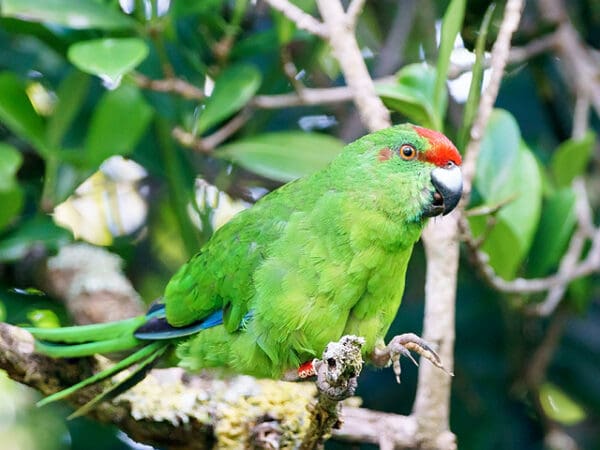 Tasman Parakeet Conservation