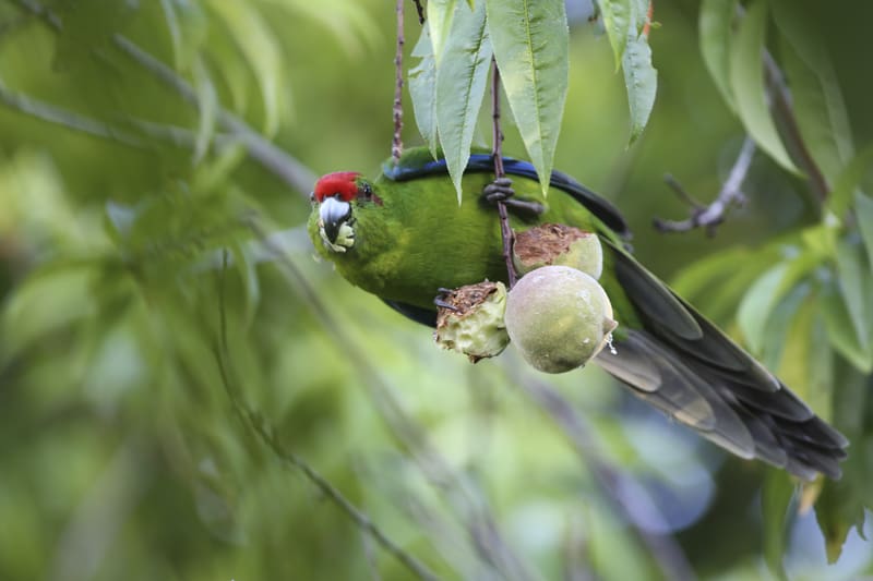 Cyanoramphus Parakeet Conservation