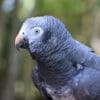 A closeup of a Timneh Parrot