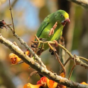 A wild Tui Parakeet scratches itself