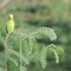 A wild female Turquoise-winged Parrotlet perches on a tree