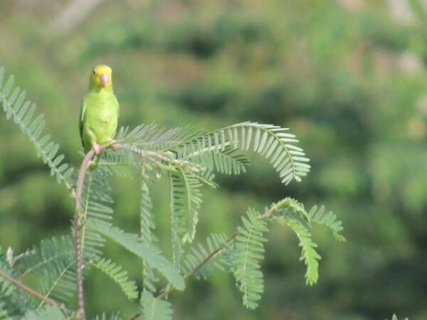 A wild female Turquoise-winged Parrotlet perches on a tree