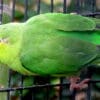 A female Turquoise-winged Parrotlet clings to the side of a cage