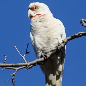 A wild Slender-billed Corella perches on a branch