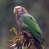 © Nick Athanas | antpitta.com A wild White-capped Parrot perches on a mossy stump