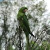 A wild White-eyed Conure perches atop a tree