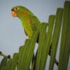 A wild White-eyed Conure perches on a palm