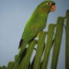 A wild White-eyed Conure perches on a palm