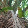 Wild White-eyed Conures perch in a palm tree