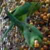 Wild White-eyed Conures feed on fruits