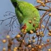 A feral White-fronted Amazon feeds upside down