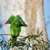 A feral White-fronted Amazon stretches its wings