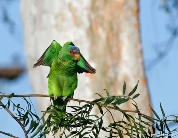 A feral White-fronted Amazon stretches its wings