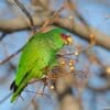 A feral White-fronted Amazon feeds on berries