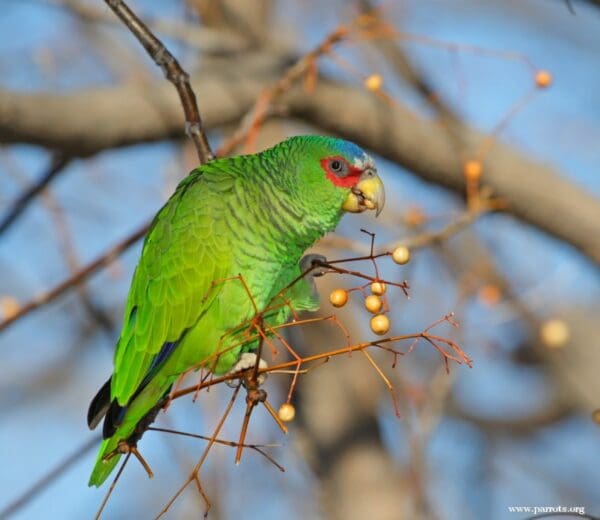 A feral White-fronted Amazon feeds on berries