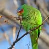 A feral White-fronted Amazon feeds on berries