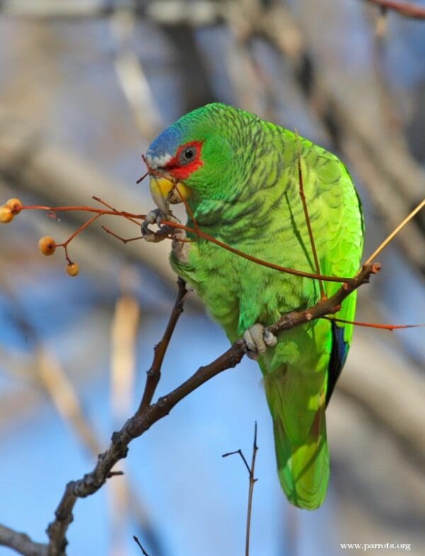 A feral White-fronted Amazon feeds on berries