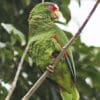 A wild White-fronted Amazon perches on a branch