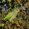 A feral White-fronted Amazon feeds on fruit