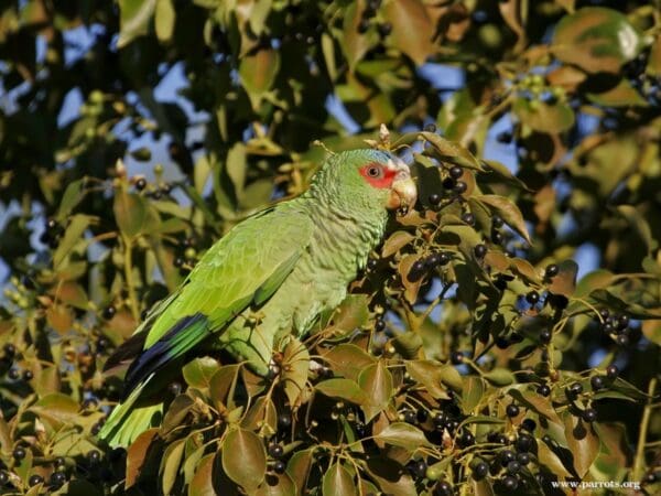 A feral White-fronted Amazon feeds on fruit