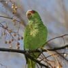 A feral White-fronted Amazon feeds on berries