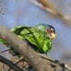 A feral White-fronted Amazon perches in a tree