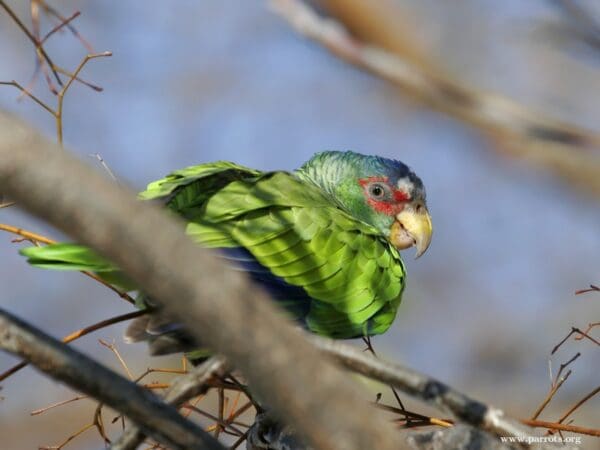 A feral White-fronted Amazon perches in a tree