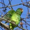 A feral White-fronted Amazon stretches its wings