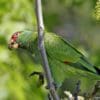 A feral White-fronted Amazon feeds on green vegetation