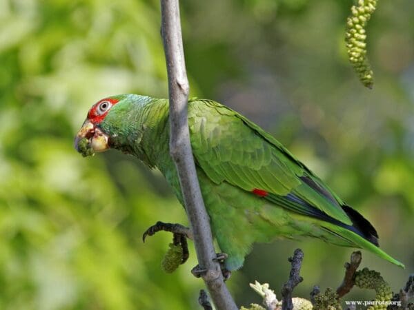 A feral White-fronted Amazon feeds on green vegetation